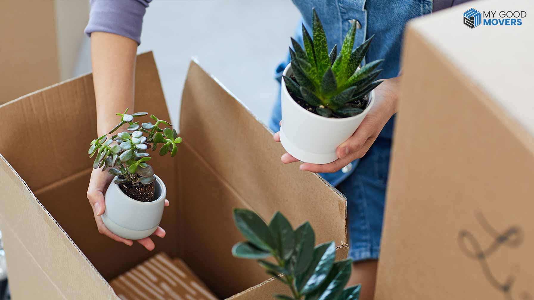 How to pack plants for moving